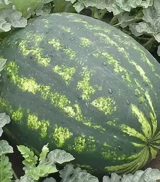 Насіння кавуна Варда F1, п.о. 1 тис. насінин (Hazera)