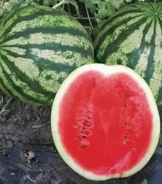 Семена арбуза Виктория F1, п.е. 1 тыс. семян (Nunhems)