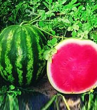 Семена арбуза Денвер F1, п.е. 1 тыс. семян (Коуэл)