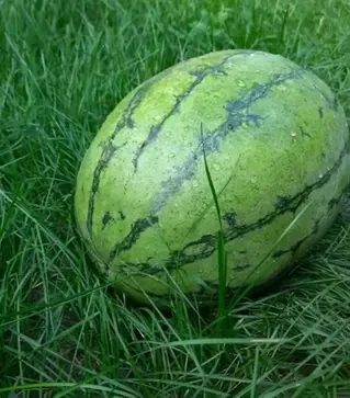 Насіння кавуна Єлов Лав F1, п.о. 1 тис. насінин