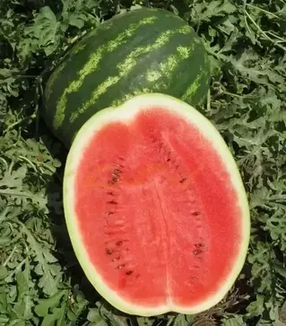 Насіння кавуна Інсепшен F1, п.о. 1 тис. насінин (Nunhems)