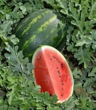 Семена арбуза Леджио F1, п.е. 500 семян (Sakata)