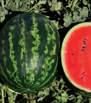 Семена арбуза Ливия F1, п.е. 1 тыс. семян (Clause)