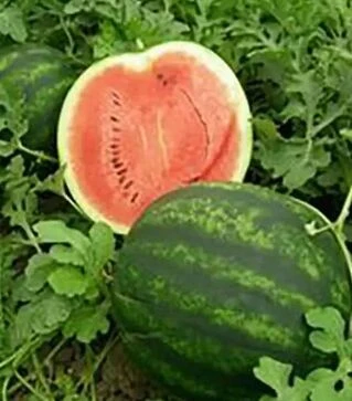 Семена арбуза Викинг F1, п.е. 1 тыс. семян (Коуэл)