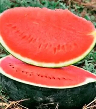 Насіння кавуна Баронеса F1, п.о. 1 тис. насінин (Rijk Zwaan)