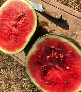 Насіння кавуна Блейкі F1 (INX 1748), п.о. 1 тис. насінин (Innova Seeds)