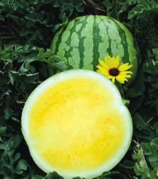 Насіння кавуна Еллоу Баттеркап F1, п.о. 1 тис. насінин (Sakata)