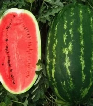 Семена арбуза Карнаката F1, п.е. 1 тыс. семян (United Genetiks)