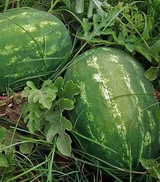 Семена арбуза Кримсон Мир Lark Seeds, 500 г (Spark Seeds)