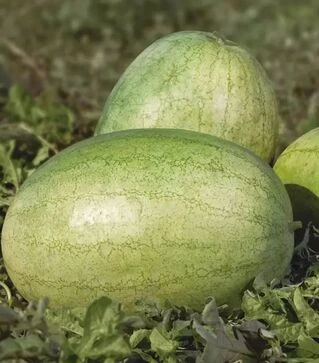 Семена арбуза КС 1819 F1, п.е. 1 тыс. семян (Kitano Seeds)