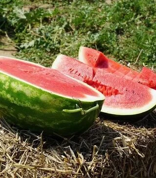 Насіння кавуна КС 350 F1, п.о. 1 тис. насінин (Kitano Seeds)