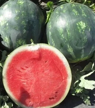 Насіння кавуна Міді 4 колор F1, п.о. 1 тис. насінин (United Genetiks)