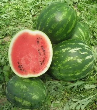 Насіння кавуна Міракл F1, п.о. 1 тис. насінин (Hazera)