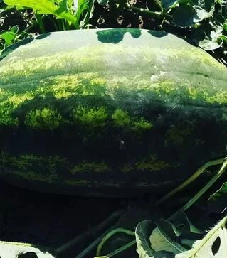 Семена арбуза Монро F1 (INX 1723 F1), п.е. 1 тыс. семян (Innova Seeds)