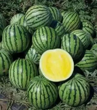 Семена арбуза Пекин F1, п.е. 1 тыс. семян (Nunhems)