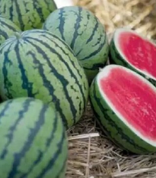 Семена арбуза Премиум F1, п.е. 1 тыс. семян (Nunhems)