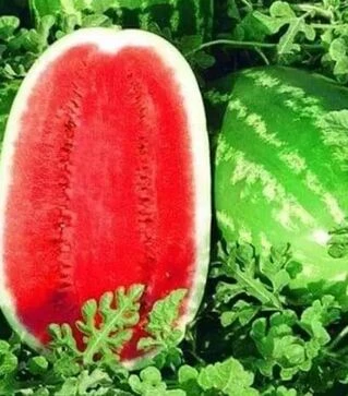 Семена арбуза Сюрприз F1, п.е. 1 тыс. семян (Коуэл)