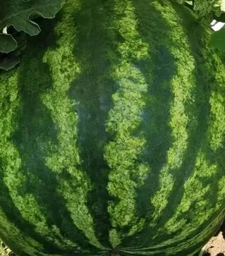 Насіння кавуна Тейтум F1 (INX 1805), п.о. 1 тис. насінин (Innova Seeds)