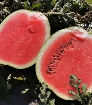 Насіння кавуна Техас F1 (INX 1724), п.о. 1 тис. насінин (Innova Seeds)