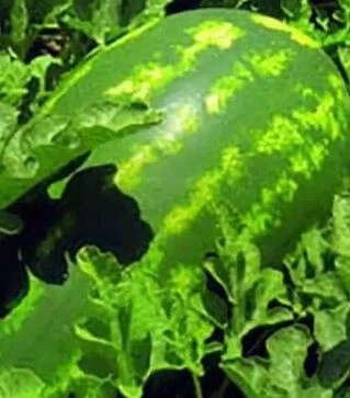 Семена арбуза Триумф F1, п.е. 1 тыс. семян (Коуэл)