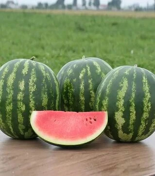 Семена арбуза Трофи F1, п.е. 100 семян (Nunhems)