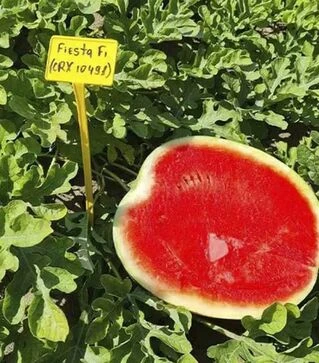 Семена арбуза Фиеста F1, п.е. 1 тыс. семян (Cora Seeds)