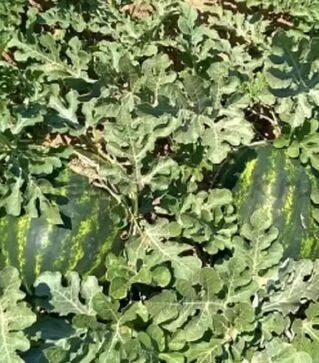 Семена арбуза Маристо F1, п.е. 500 семян (Enza Zaden)