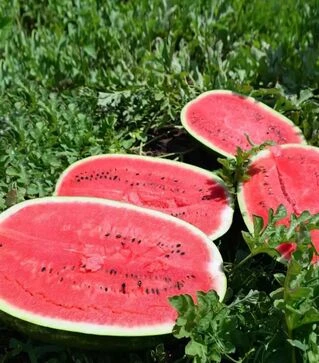 Семена арбуза ES 75126 F1, п.е. 500 семян (Ergon)