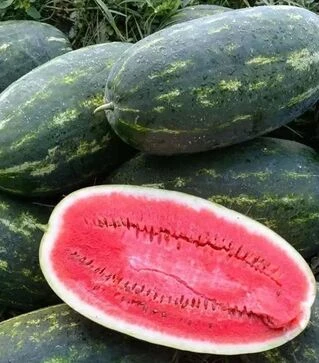 Насіння кавуна Юммі F1, п.о. 1 тис. насінин (Lark Seeds)