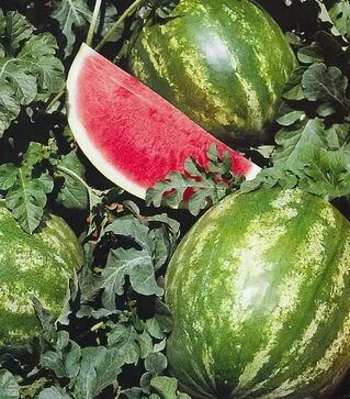 Семена арбуза Кримсон Мир ББ, 500 г (Bakker Brothers)