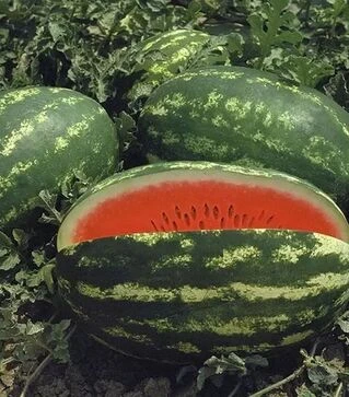 Семена арбуза Думара F1, п.е. 1000 семян (Nunhems)