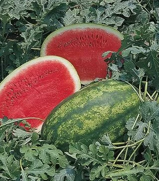 Семена арбуза Леди F1, п.е. 1000 семян (Nunhems)