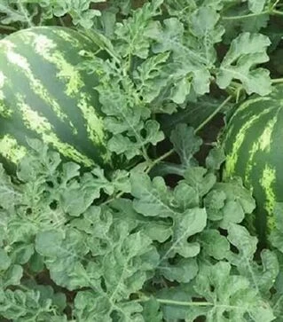 Насіння кавуна Авалон F1, п.о. 1000 насінин (Innova Seeds)