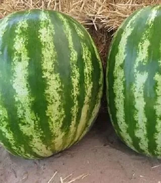 Насіння кавуна Авалон F1, п.о. 1000 насінин (Innova Seeds)