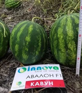 Насіння кавуна Авалон F1, п.о. 1000 насінин (Innova Seeds)