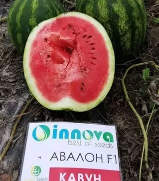Насіння кавуна Авалон F1, п.о. 1000 насінин (Innova Seeds)