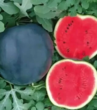 Семена арбуза Маниса F1, п.е. 1000 семян (Yuksel Tohum)