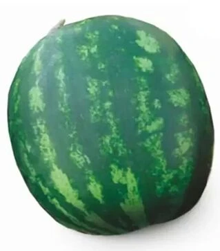 Семена арбуза Сан Мир F1, п.е. 1000 семян (Cora Seeds)