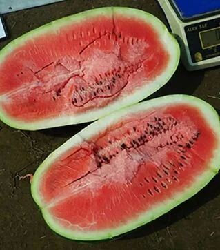 Семена арбуза Ромина F1, п.е. 1000 семян (Cora Seeds)