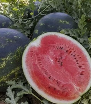 Семена арбуза Лузитана F1, п.е. 1000 семян (Rijk Zwaan)