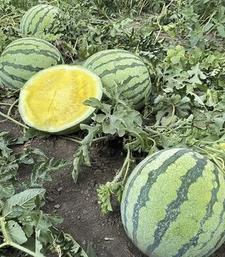 Семена арбуза Нинфеа F1, п.е. 100 семян (Hazera)