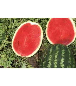 Семена арбуза НУН 21613 F1, п.е. 1000 семян (Nunhems)