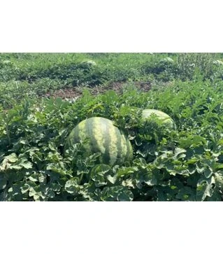 Семена арбуза НУН 21613 F1, п.е. 1000 семян (Nunhems)