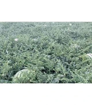 Семена арбуза НУН 21613 F1, п.е. 1000 семян (Nunhems)