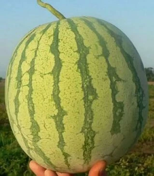 Семена арбуза Ортал F1, п.е. 500 семян (Hazera)