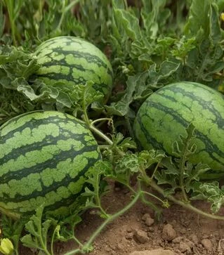 Семена арбуза Оцелот F1, п.е. 500 семян (Hazera)