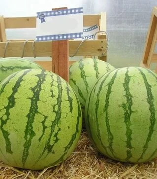 Семена арбуза Регус F1, п.е. 1000 семян (Sakata)