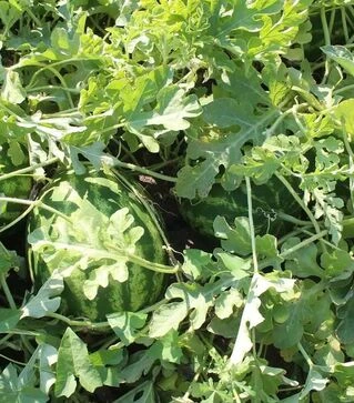 Семена арбуза ES 75077 F1, п.е. 500 семян (Ergon)