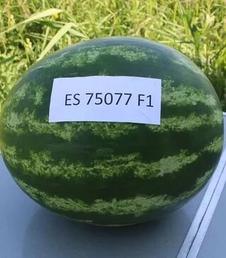 Семена арбуза ES 75077 F1, п.е. 500 семян (Ergon)