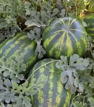 Семена арбуза Маракеш F1, п.е. 500 семян (Ergon)